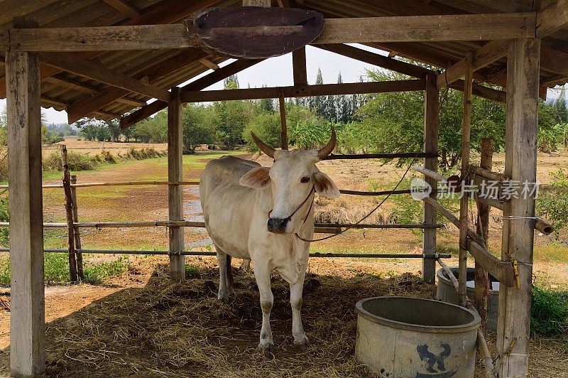 牛棚里的梵天牛- 2